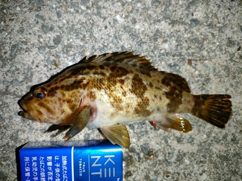 メバルの釣果
