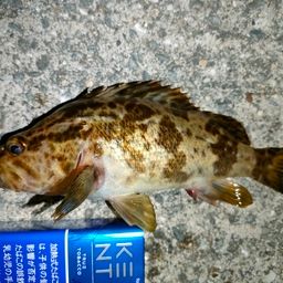 メバル