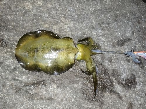 アオリイカの釣果