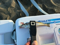 キスの釣果