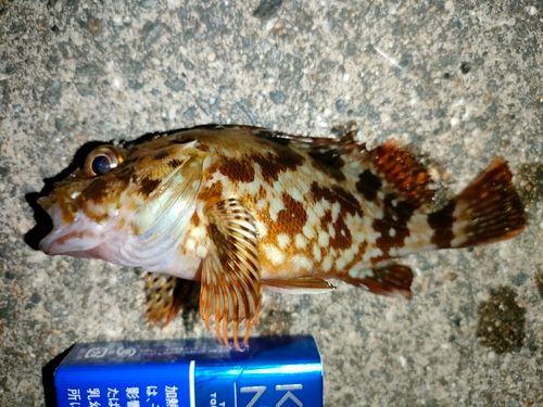 ガシラの釣果