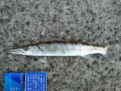 カマスの釣果