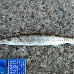 カマス