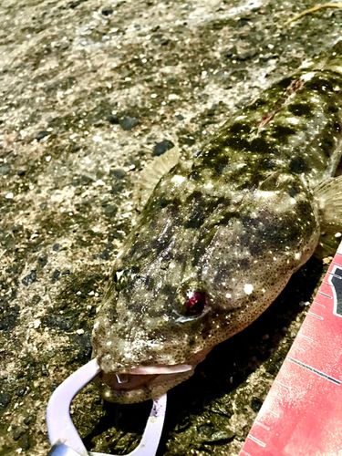 マゴチの釣果