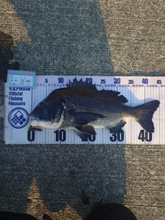 クロダイの釣果
