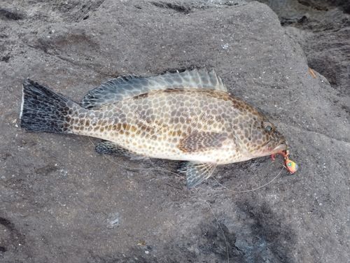 オオモンハタの釣果