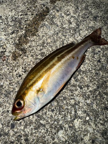 イサキの釣果