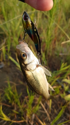 セイゴ（マルスズキ）の釣果
