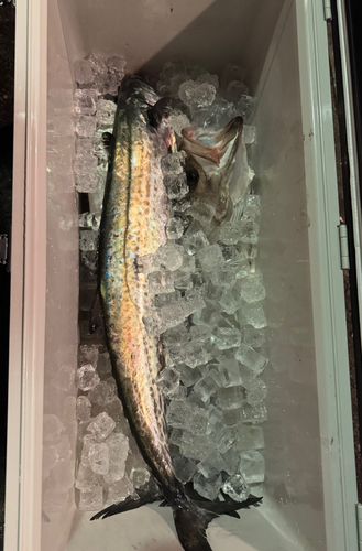 サワラの釣果
