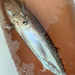 ソウダガツオ