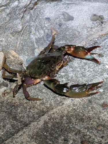 カニの釣果