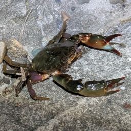 カニ