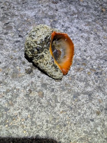 F1の釣果
