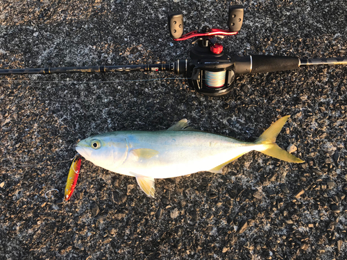 ワカナゴの釣果