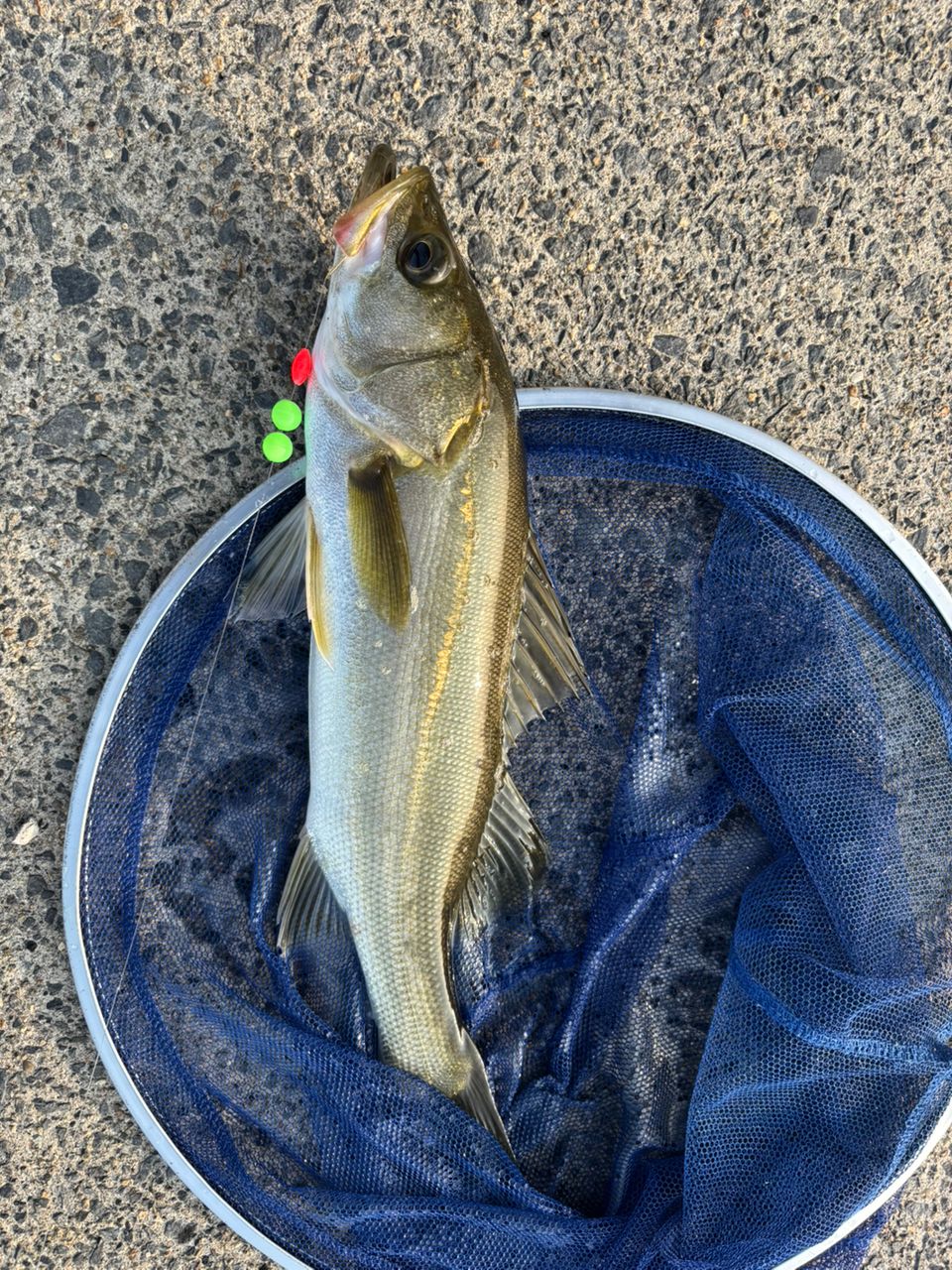 セイゴ（マルスズキ）