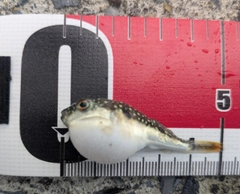 フグの釣果
