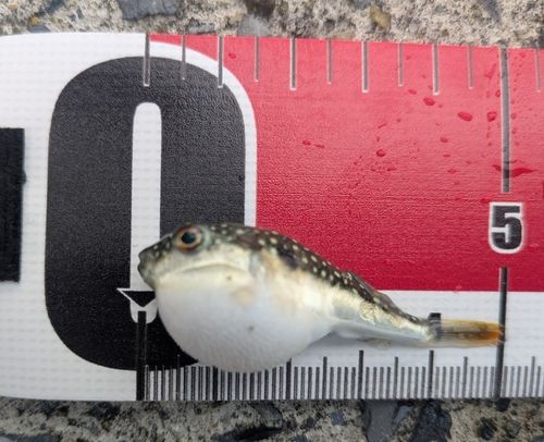 フグの釣果