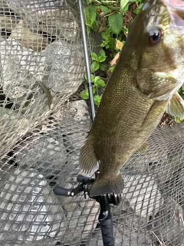 スモールマウスバスの釣果