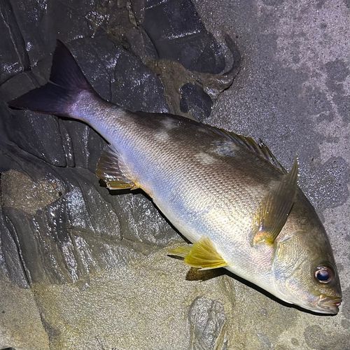 イサキの釣果