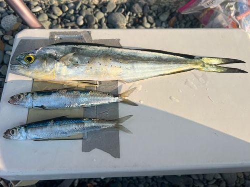 シイラの釣果