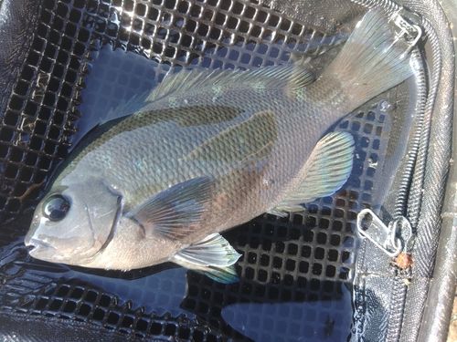 グレの釣果