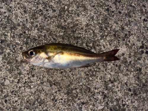 イサキの釣果