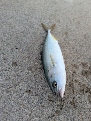 フクラギの釣果