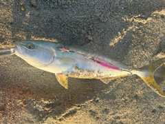 ワカシの釣果