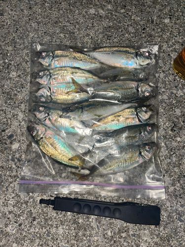 アジの釣果