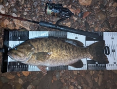 スモールマウスバスの釣果