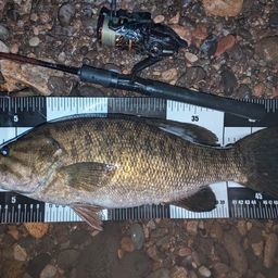 スモールマウスバス