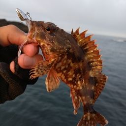 カサゴ