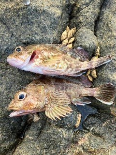 アラカブの釣果
