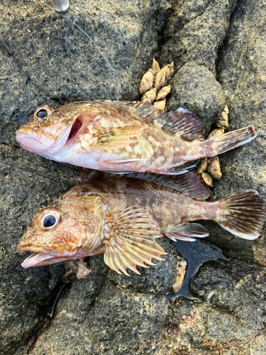 アラカブの釣果