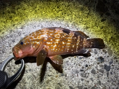キジハタの釣果