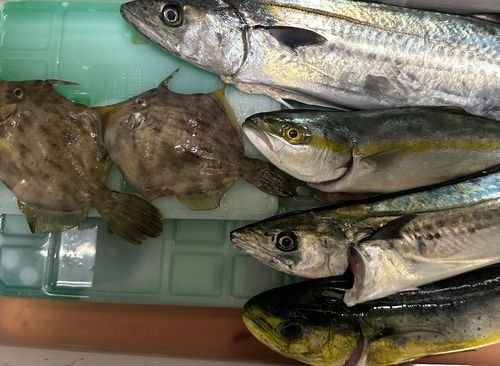 サゴシの釣果
