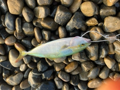 ツバスの釣果