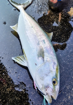 カンパチの釣果
