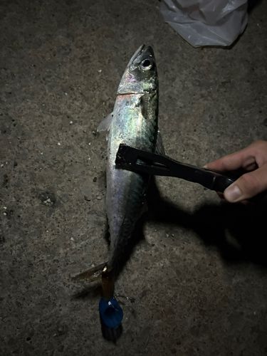 サバの釣果