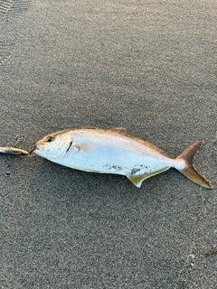 ショゴの釣果