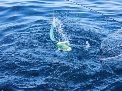 シイラの釣果