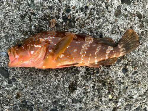 キジハタの釣果