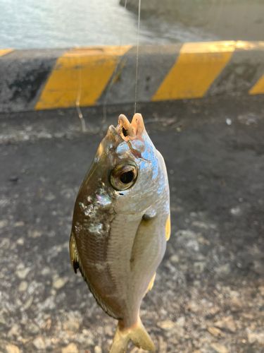 ダイミョウサギの釣果
