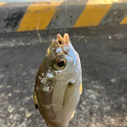 ダイミョウサギ
