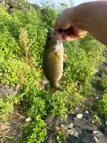 スモールマウスバスの釣果