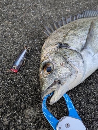 ミナミクロダイの釣果