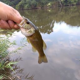 ラージマウスバス