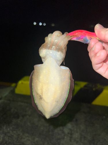 コウイカの釣果