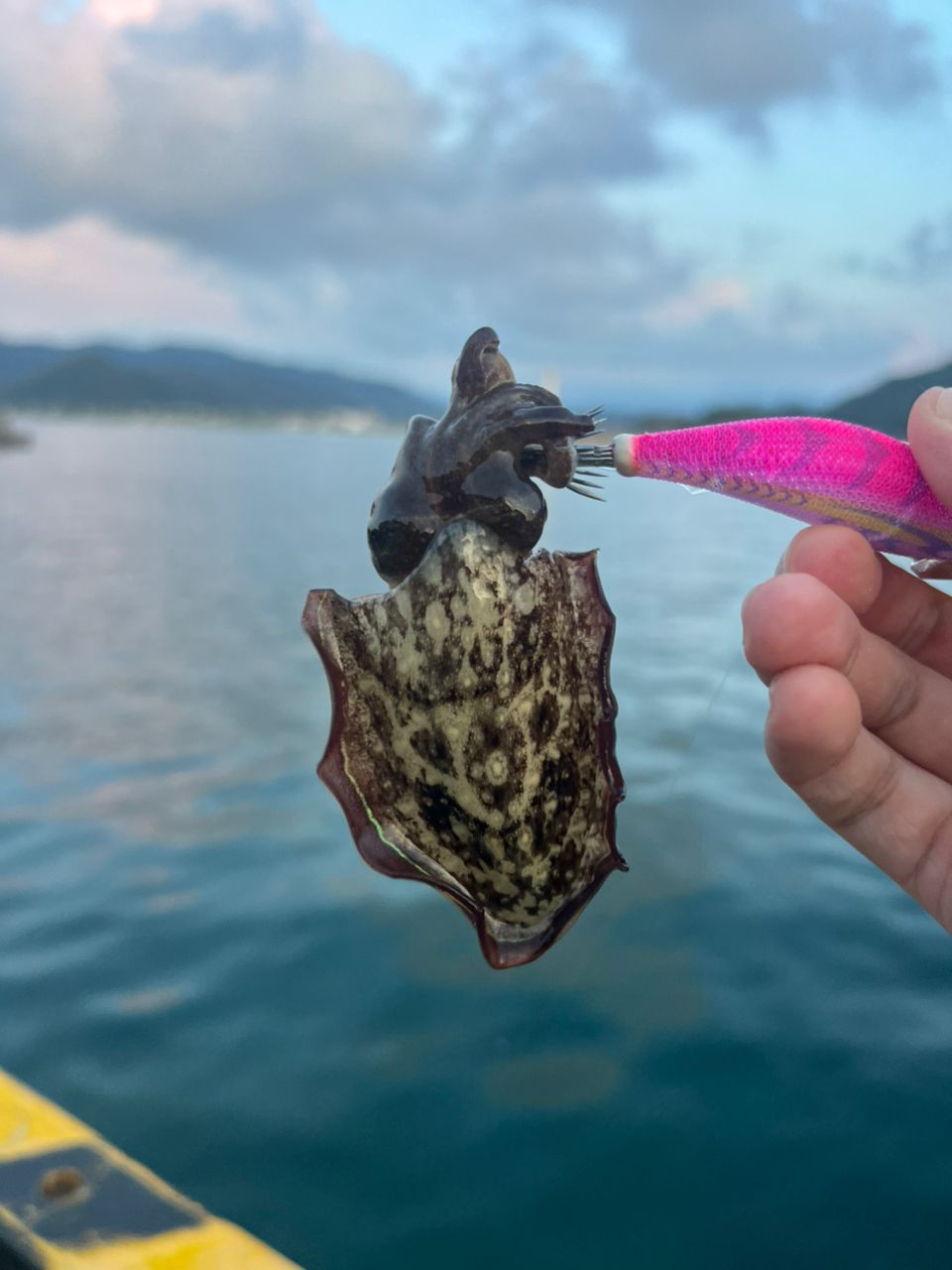 コウイカ