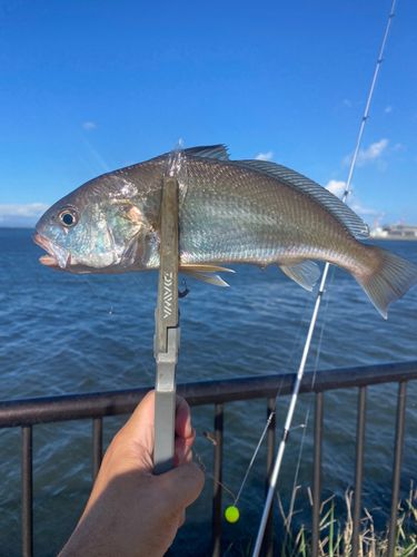 イシモチの釣果